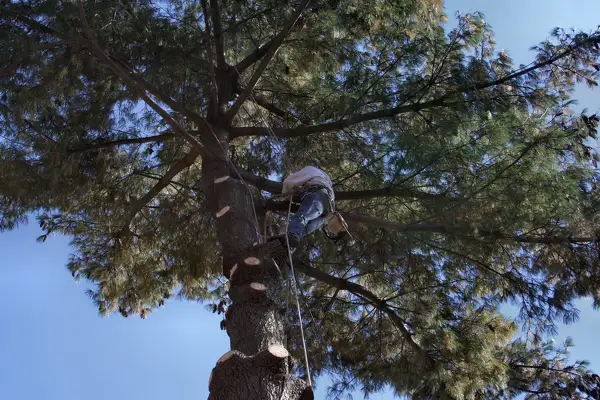 Tree Services