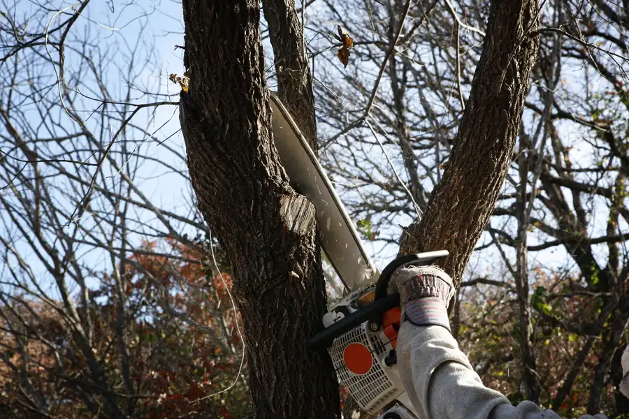 Essential Steps In Tree Removal For Large-scale Projects Copeland, FL