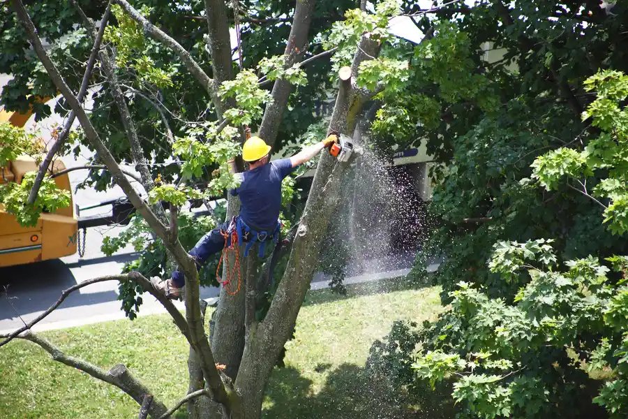 Essential Steps In Tree Removal For Large-scale Projects in Copeland, FL