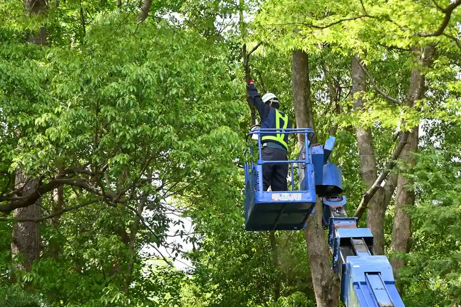 Experienced Tree Services Copeland, FL