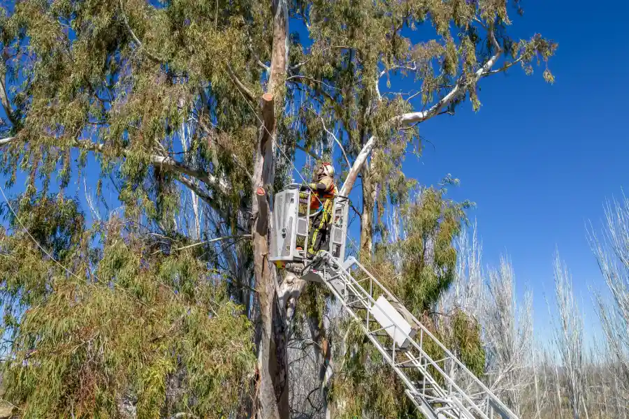 How Tree Services Improve Construction Safety Copeland, FL