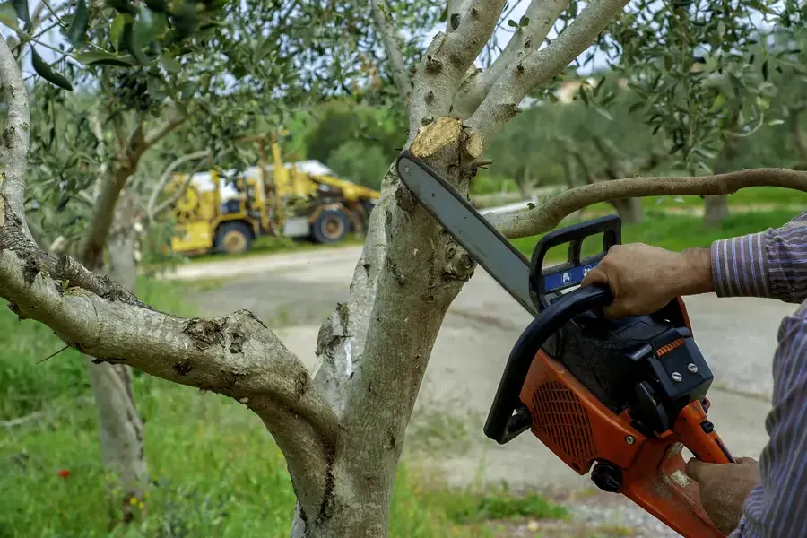 Key Considerations For Tree Trimming In Excavation Projects Copeland, FL