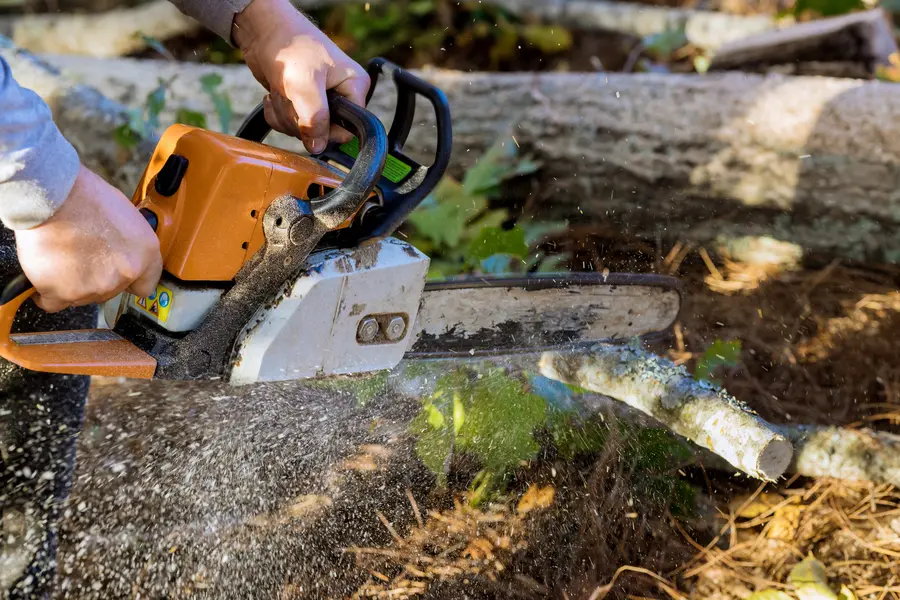 Top-rated Tree Services Copeland, FL